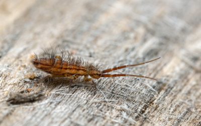 How to get rid of springtails?