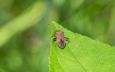 How to get rid of squash bugs?
