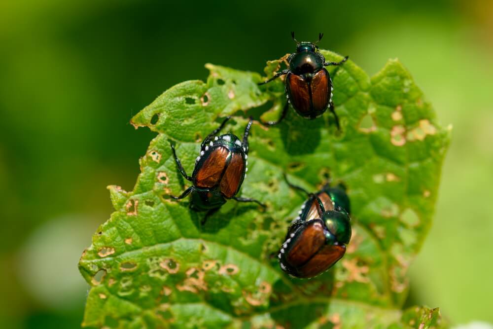How to get rid of Japanese beetles?