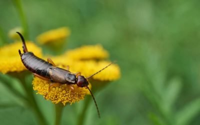 How to get rid of earwigs?