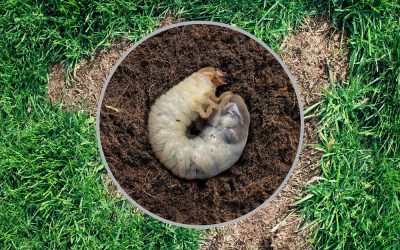 How to get rid of grubs?