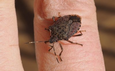 How to get rid of stink bugs?