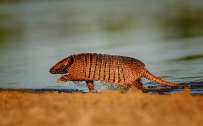 How to get rid of armadillos?
