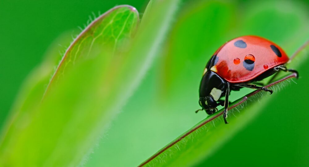 How to get rid of ladybugs?