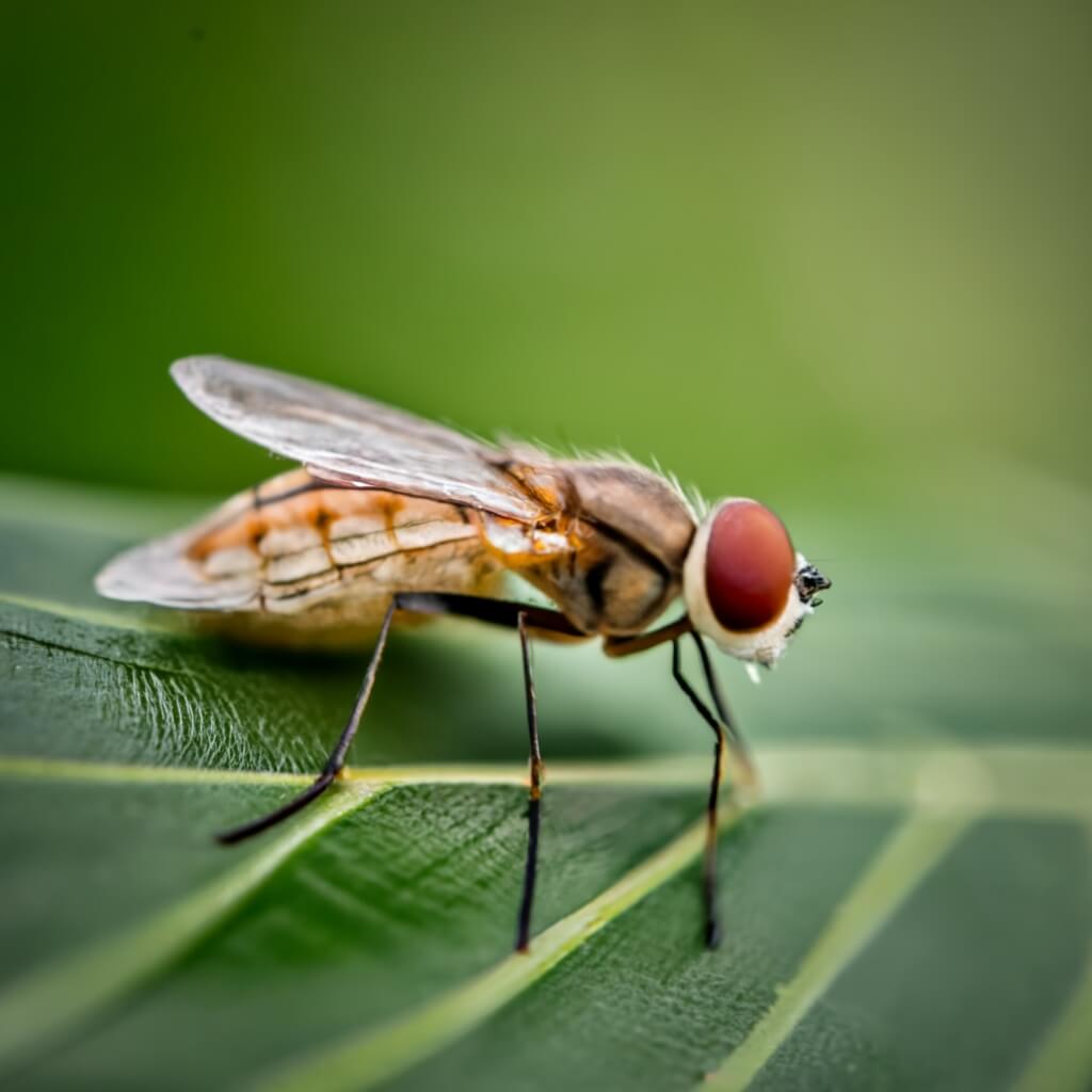 Are deer flies attracted to bug zappers