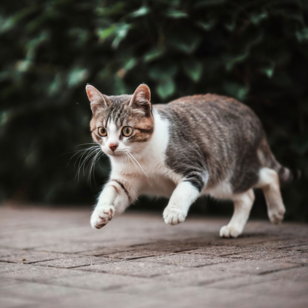 A cat