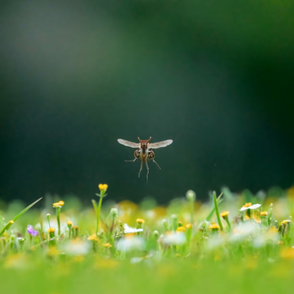 Fly